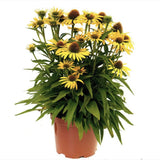 Echinacea purpurea Fountain Yellow, cu flori galben duble, planta perena rezistenta la ger, pentru soare