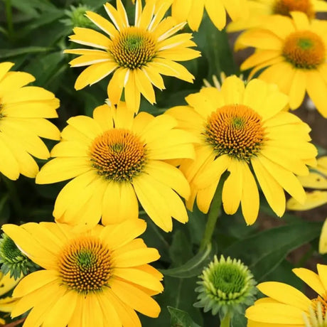 Echinacea purpurea Fountain Yellow, cu flori galben duble, planta perena rezistenta la ger, pentru soare