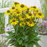 Echinacea purpurea Fountain Yellow, cu flori galben duble, planta perena rezistenta la ger, pentru soare