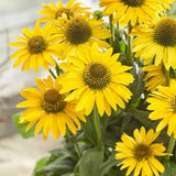 Echinacea purpurea Fountain Yellow, cu flori galben duble, planta perena rezistenta la ger, pentru soare