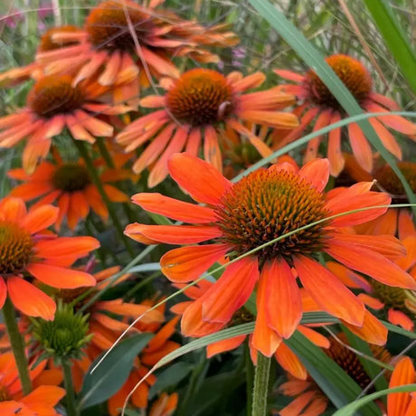 Echinacea cu flori portocalii, planta perena decorativa, atrage albinele, inflorire indelungata