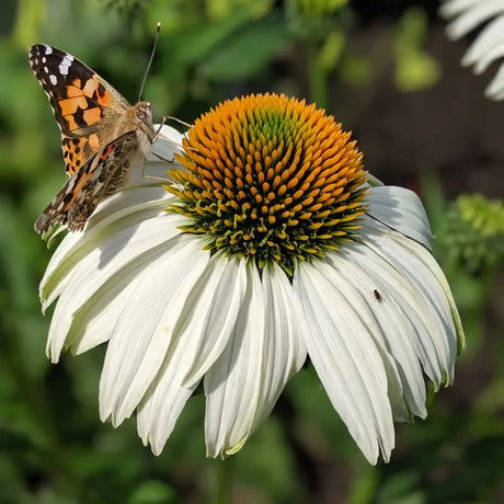 Echinacea cu flori albe, planta perena decorativa, atrage albinele, inflorire indelungata