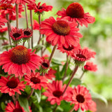 Echinacea Sunseekers Red, flori rosii intense si multicolora, rezistenta si melifera