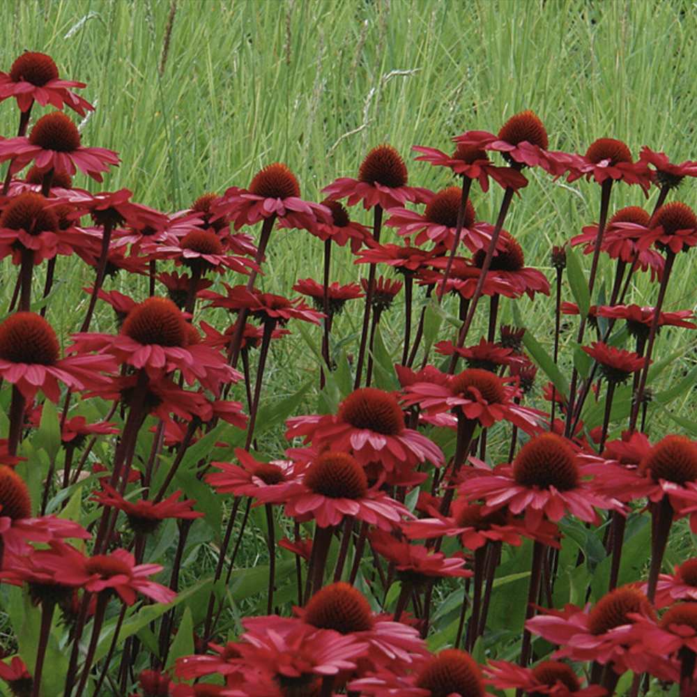 Echinacea Sunseekers Red, flori rosii intense si multicolora, rezistenta si melifera