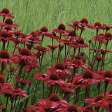 Echinacea Sunseekers Red, flori rosii intense si multicolora, rezistenta si melifera