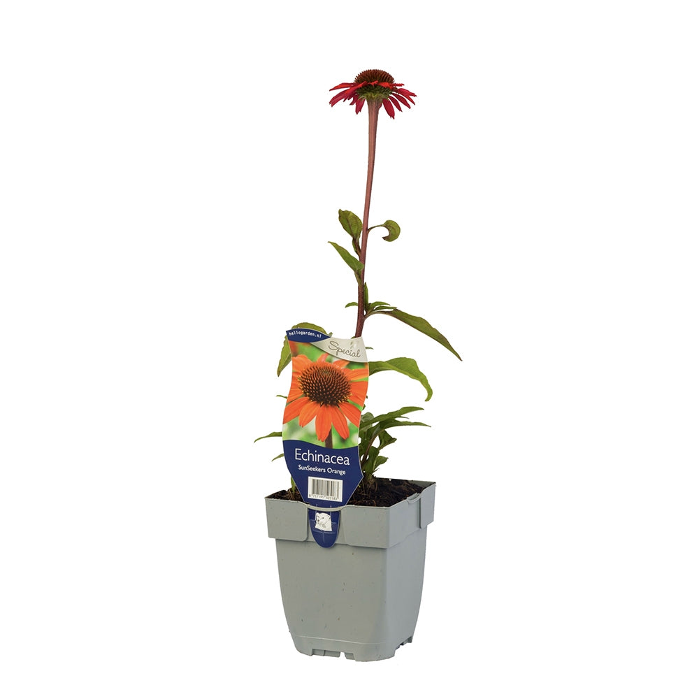 Echinacea Sunseekers Red, flori rosii intense si multicolora, rezistenta si melifera