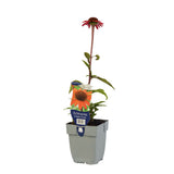 Echinacea Sunseekers Red, flori rosii intense si multicolora, rezistenta si melifera