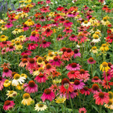 Echinacea Cheyenne spirit, flori spectaculoase in nuante intense si multicolora, rezistenta si melifera