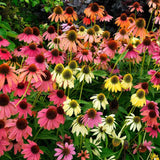 Echinacea Cheyenne spirit, flori spectaculoase in nuante intense si multicolora, rezistenta si melifera