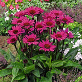 Echinacea purpurea Fatal Attraction, perena cu flori roz intense, rezistenta si melifera