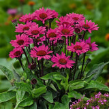 Echinacea purpurea Fatal Attraction, perena cu flori roz intense, rezistenta si melifera