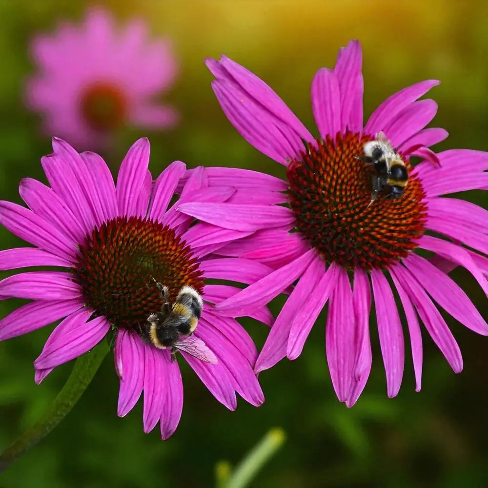 Echinacea purpurea Fatal Attraction, perena cu flori roz intense, rezistenta si melifera