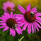 Echinacea purpurea Fatal Attraction, perena cu flori roz intense, rezistenta si melifera