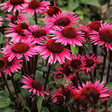 Echinacea purpurea Fatal Attraction, perena cu flori roz intense, rezistenta si melifera