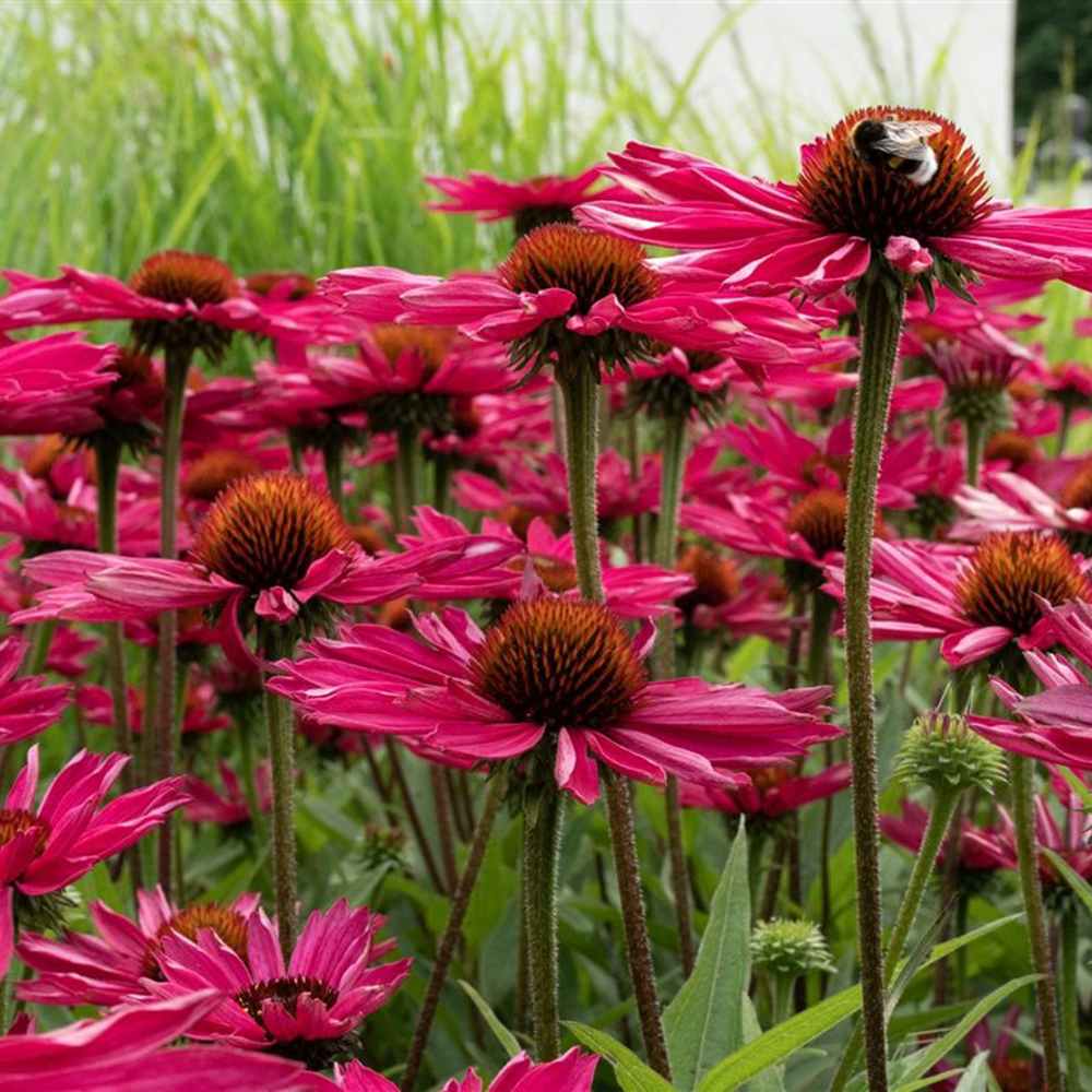 Echinacea purpurea Fatal Attraction, perena cu flori roz intense, rezistenta si melifera