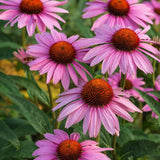 Echinacea purpurea Rubinstern, flori rosu-robiniu intens, planta perena rezistenta, atractiva polenizatori