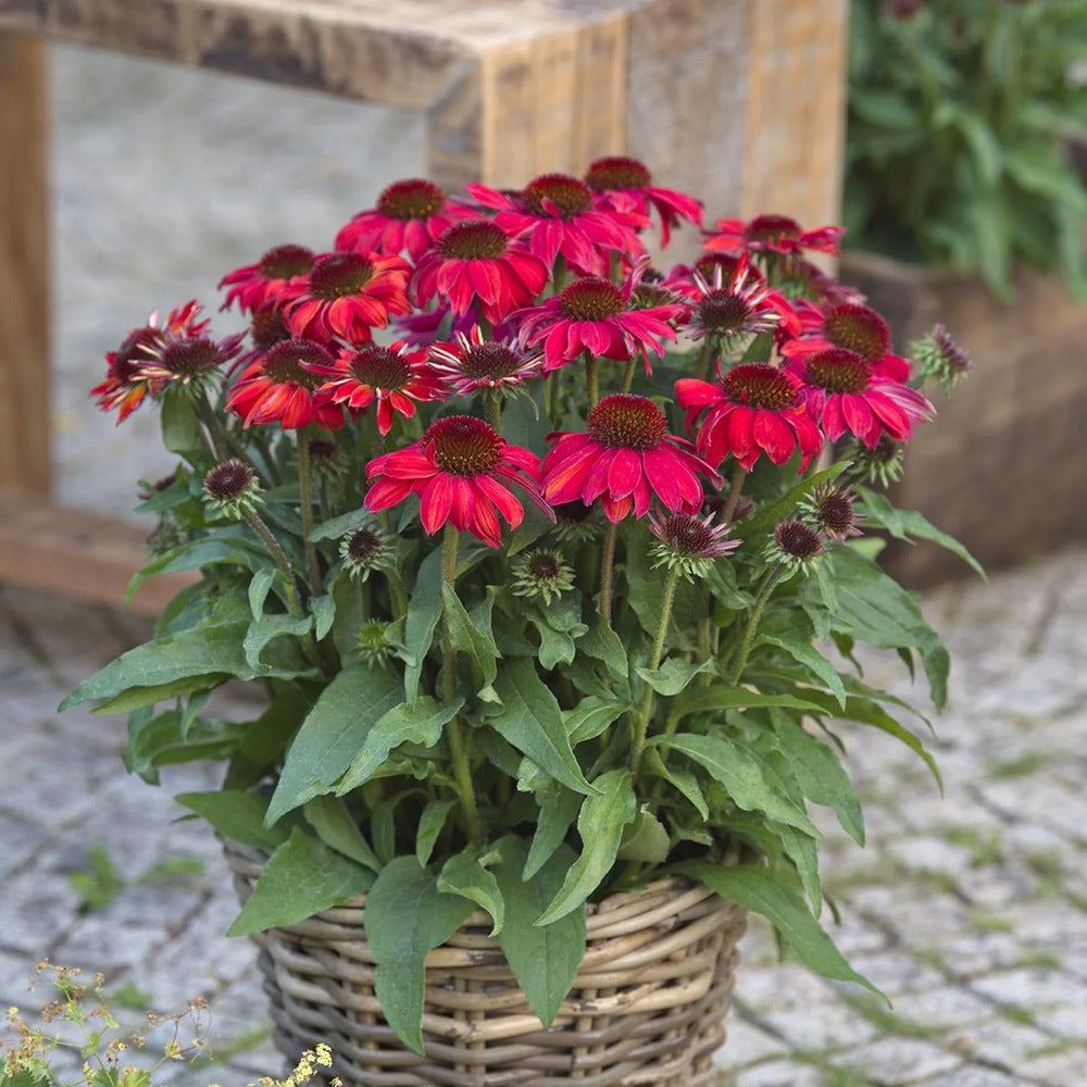 Echinacea Sunmagic Vintage Red, planta perena cu flori rosii, inflorire lunga