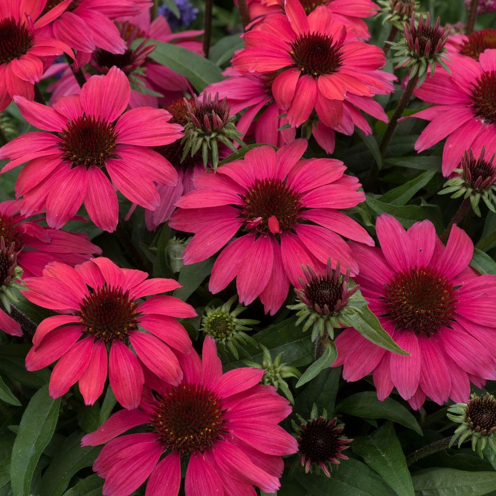 Echinacea Sunmagic Vintage Red, planta perena cu flori rosii, inflorire lunga