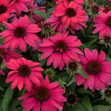 Echinacea Sunmagic Vintage Red, planta perena cu flori rosii, inflorire lunga