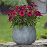 Echinacea Sunmagic Vintage Red, planta perena cu flori rosii, inflorire lunga