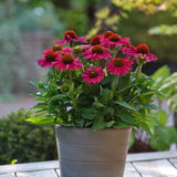 Echinacea Sunmagic Vintage Red, planta perena cu flori rosii, inflorire lunga