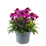 Echinacea purpurea Sunmagic Vintage Hot Pink, flori Roz Intens, inflorire lunga, rezistenta la seceta