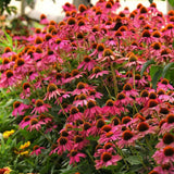 Echinacea purpurea PowWow Wild Berry, cu flori duble roz intens, planta perena rezistenta la ger, pentru soare