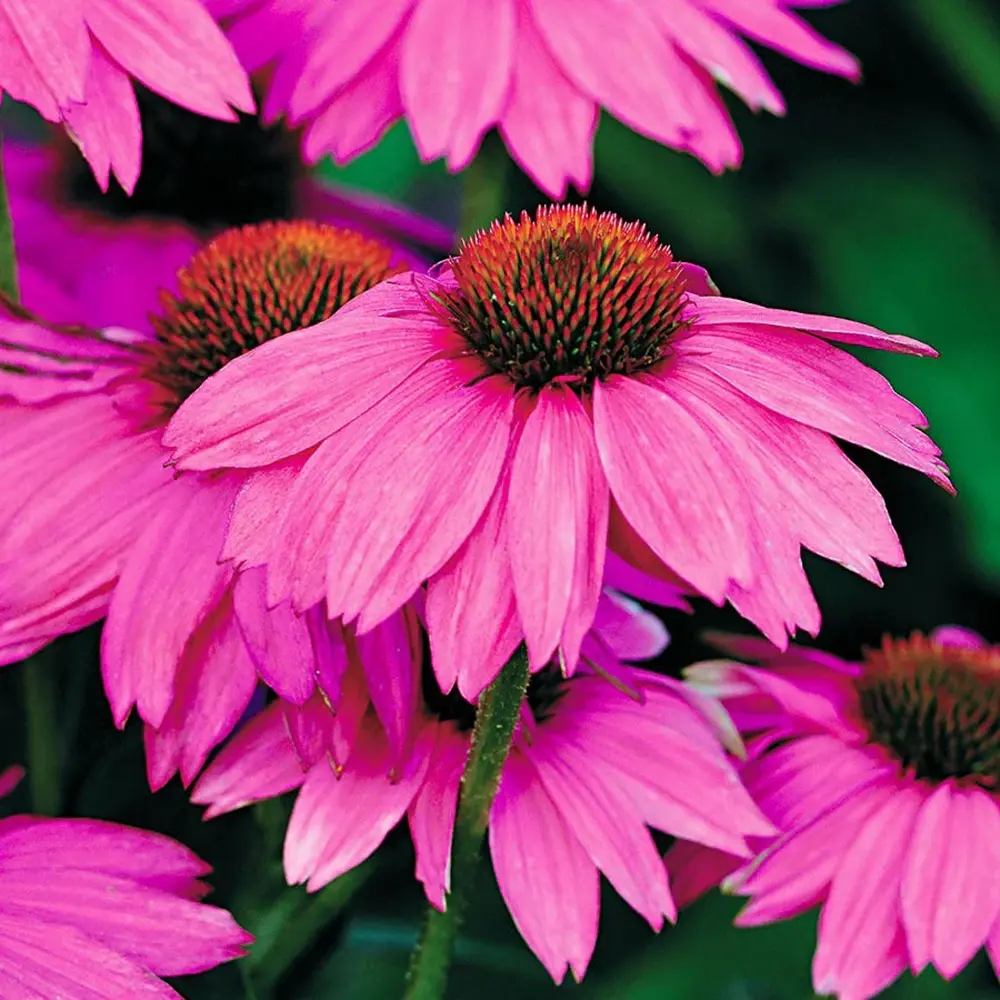 Echinacea purpurea PowWow Wild Berry, cu flori duble roz intens, planta perena rezistenta la ger, pentru soare
