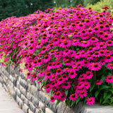 Echinacea purpurea PowWow Wild Berry, cu flori duble roz intens, planta perena rezistenta la ger, pentru soare