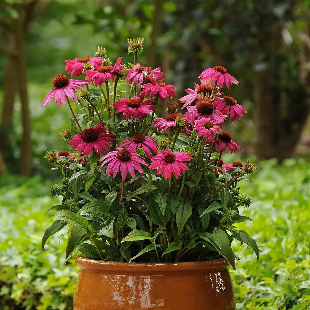 Echinacea purpurea PowWow Wild Berry, cu flori duble roz intens, planta perena rezistenta la ger, pentru soare