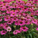 Echinacea purpurea PowWow Wild Berry, cu flori duble roz intens, planta perena rezistenta la ger, pentru soare
