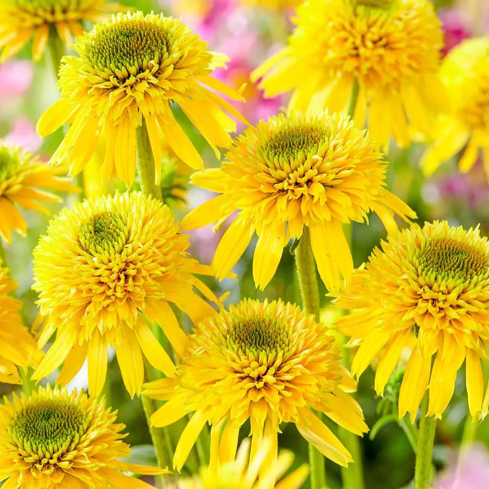 Echinacea purpurea Eccentric Yellow, cu flori galben duble, planta perena rezistenta la ger, pentru soare (Copy)