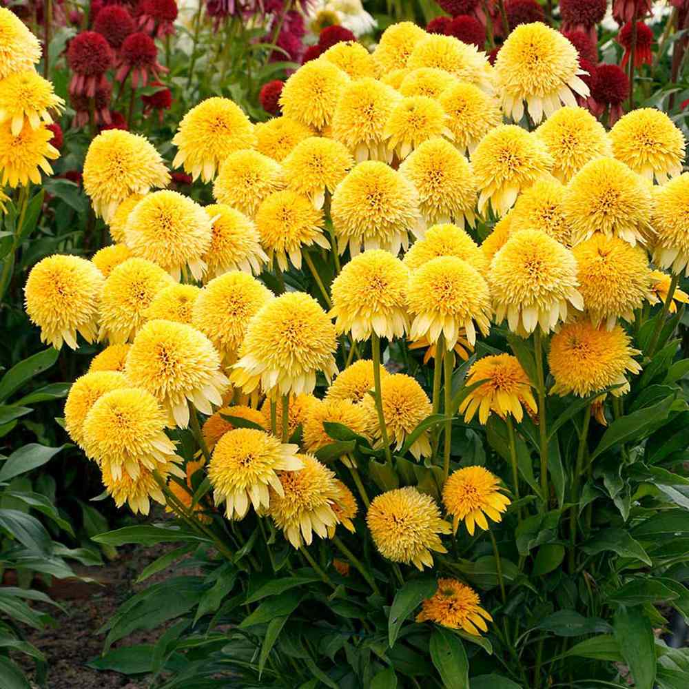 Echinacea purpurea Eccentric Yellow, cu flori galben duble, planta perena rezistenta la ger, pentru soare (Copy)
