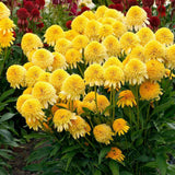 Echinacea purpurea Eccentric Yellow, cu flori galben duble, planta perena rezistenta la ger, pentru soare (Copy)