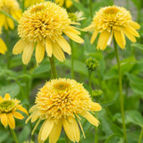 Echinacea purpurea Eccentric Yellow, cu flori galben duble, planta perena rezistenta la ger, pentru soare (Copy)