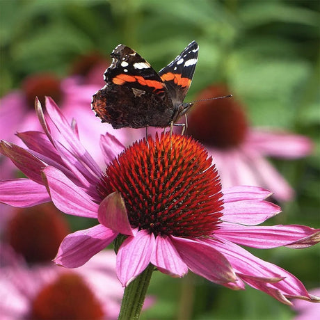 Echinacea purpurea Rubinstern, flori rosu-robiniu intens, planta perena rezistenta, atractiva polenizatori