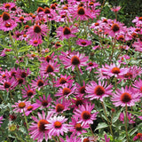 Echinacea purpurea Rubinstern, flori rosu-robiniu intens, planta perena rezistenta, atractiva polenizatori