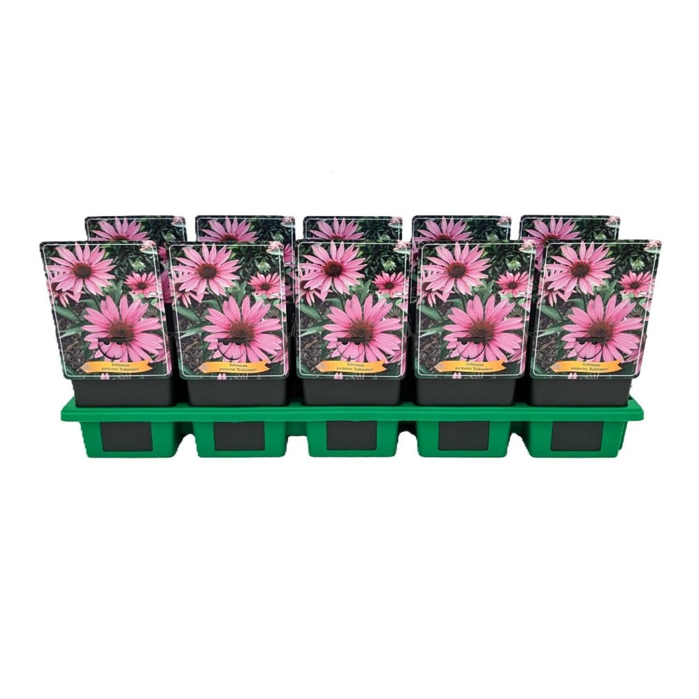Echinacea purpurea Rubinstern, flori rosu-robiniu intens, planta perena rezistenta, atractiva polenizatori