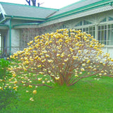 Arbust de hartie Edgeworthia Grandiflora Tip Copac, flori galbene extrem de parfumate, infloreste in iarna, rezistent la frig