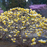 Arbust de hartie Edgeworthia Grandiflora Tip Copac, flori galbene extrem de parfumate, infloreste in iarna, rezistent la frig
