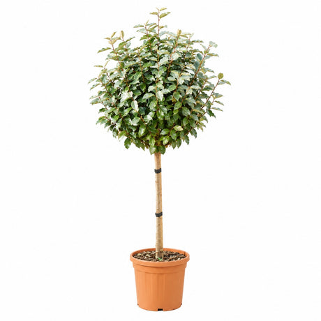 Elaeagnus ebbingei Compacta, arbust vesnic verde decorativ, frunzis verde-argintiu, gard viu rezistent si compact