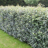 Salcie mirositoare (Elaeagnus ebbingei) Compacta, arbust vesnic verde decorativ, frunzis verde-argintiu, gard viu rezistent si compact