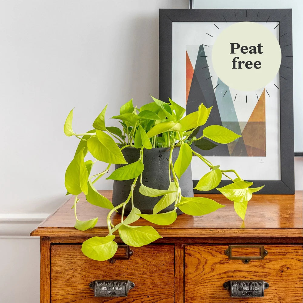 Epipremnum Golden Pothos Neon, planta de interior curgatoare cu frunze verde lime - 40 cm