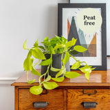 Epipremnum Golden Pothos Neon, planta de interior curgatoare cu frunze verde lime - 40 cm