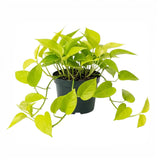 Epipremnum Golden Pothos Neon, planta de interior curgatoare cu frunze verde lime - 25 cm