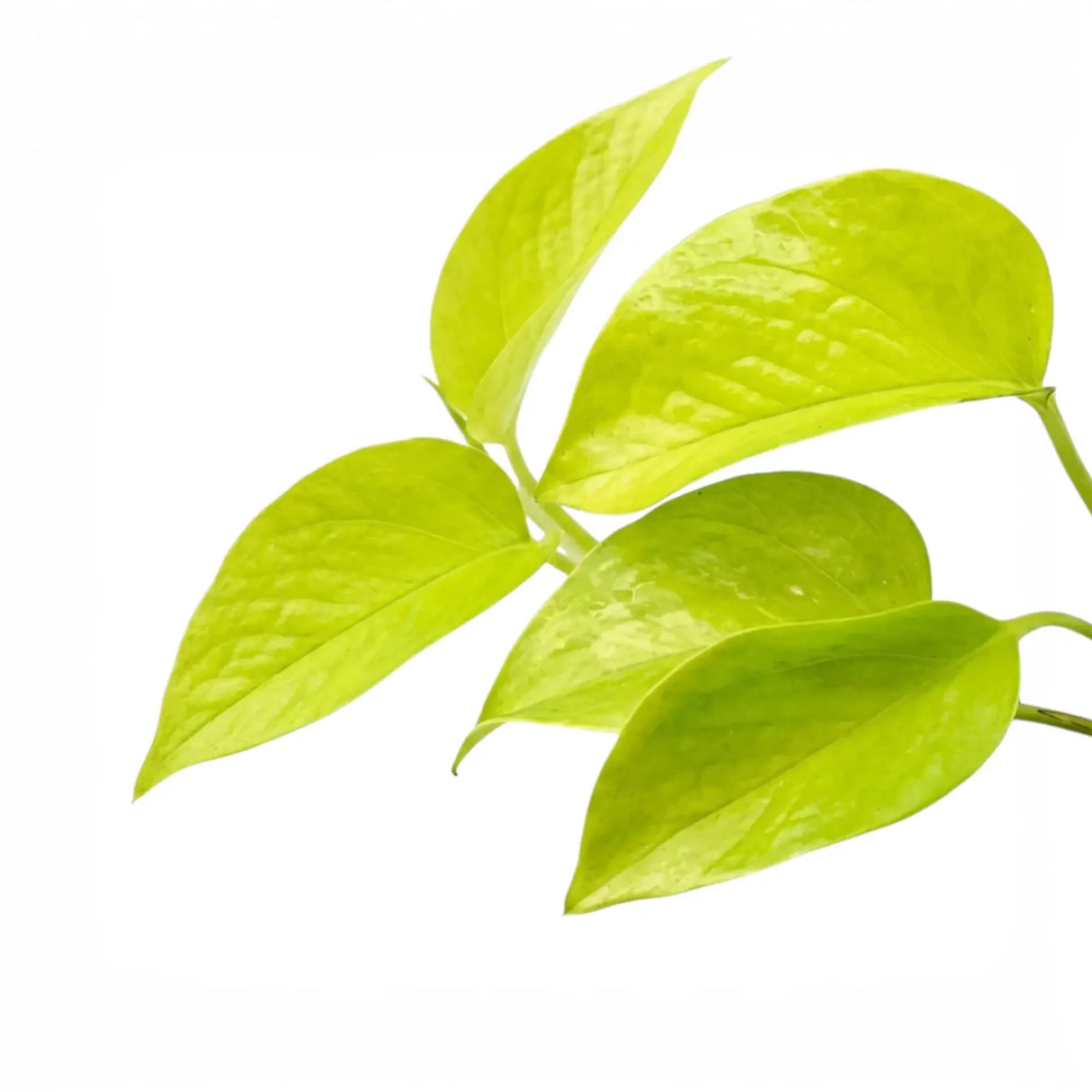Epipremnum Golden Pothos Neon, planta de interior curgatoare cu frunze verde lime - 25 cm