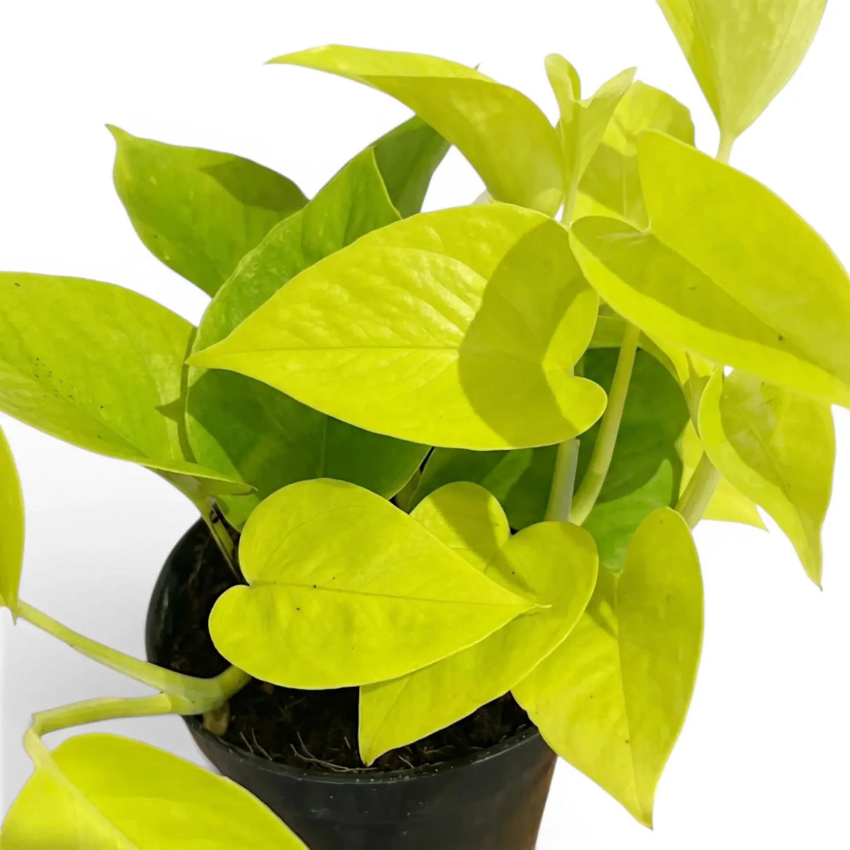 Epipremnum Golden Pothos Neon, planta de interior curgatoare cu frunze verde lime - 40 cm
