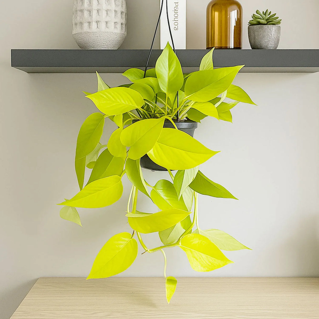 Epipremnum Golden Pothos Neon, planta de interior curgatoare cu frunze verde lime - 40 cm