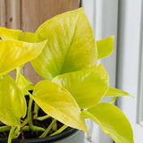 Epipremnum Golden Pothos Neon, planta de interior curgatoare cu frunze verde lime - 40 cm
