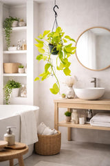 Epipremnum Golden Pothos Neon, planta de interior curgatoare cu frunze verde lime - 40 cm